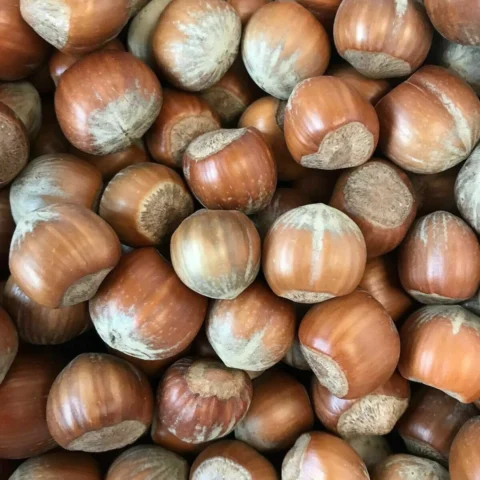 hazelnuts-in-shells-for-birds-squirrels-wildlife-722114